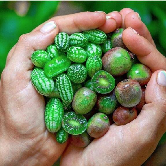 奇异莓食用价值高 有助美白淡斑、预防便秘、维持皮肤弹性 哪一种人不宜食用?