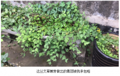 吃一口青团,有家乡春天的味道