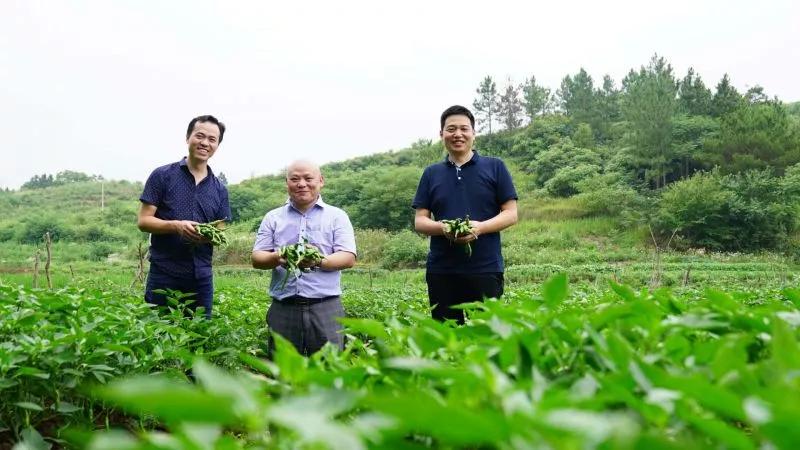 东方红品牌创新升级之路 ——从“单品为王”到“品类制胜” 